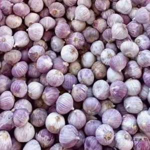 Zhh yunnan बैंगनी त्वचा युक्त एकल लहसुन ताजा और उच्च गुणवत्ता वाले सूखे लहसुन ताजा लहसुन की सब्जियां - Product Image 1