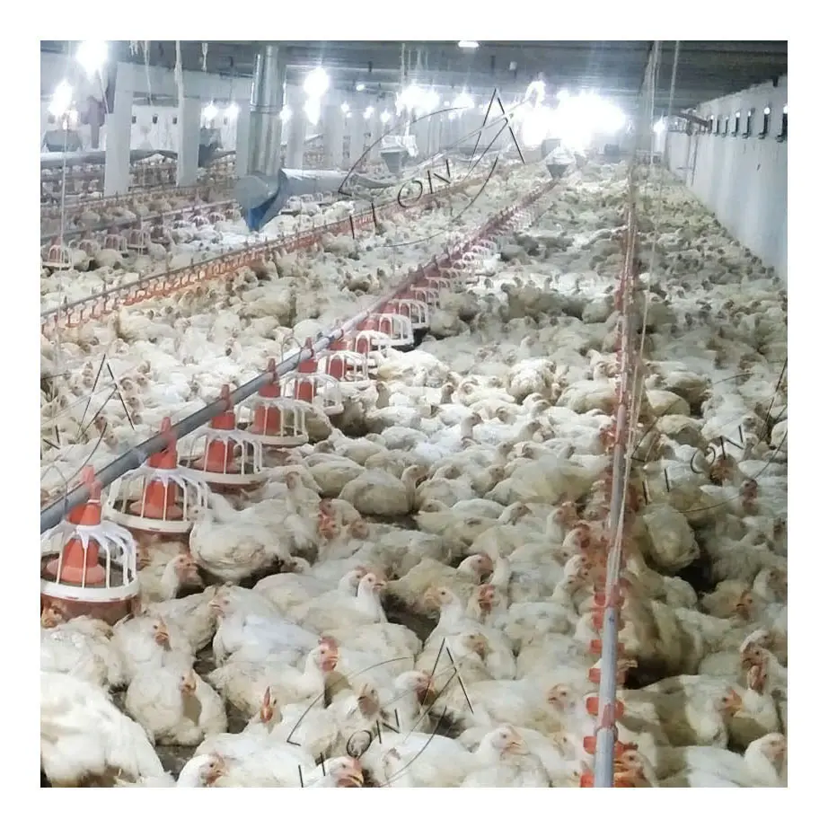 Equipo de granja de pollos, diseño de Casa de aves de corral, precio de fábrica, superventas