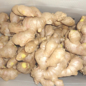 Gừng tốt và giá tươi - Product Image 1