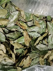 Hojas de Guanábana Secas de Vietnam, Ingredientes Naturales para Té de Hierbas, Hojas de Guanábana a Granel, Hojas de Graviola al por Mayor - Product Image 6