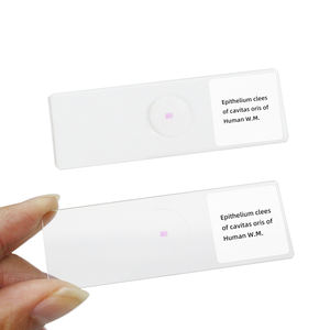 Epitelio Clees de Cavitas Oris del Humano W.M. Diapositiva de laboratorio médico Diapositiva de biología Microscopio histológico humano Diapositiva preparada - Product Image 5