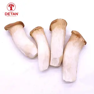 Cina export fresh king oyster mushroom king tromba fungo prezzo