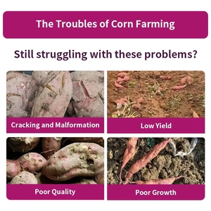 Engrais spécialisé pour la prévention des fissures des patates douces Engrais organique soluble dans l'eau Engrais organique - Product Image 2