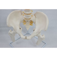 Modelo de esqueleto de columna vertebral de simulación de plástico de ciencia médica modelo de columna vertebral de anatomía humana de PVC para escuelas y hospitales