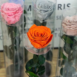Rosa Preservada Individual con Tallo en Cilindro de PVC Transparente, Flor Eterna para Regalo de San Valentín o Boda, Venta al Por Mayor de Fábrica - Product Image 2