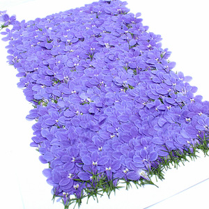 Pack de <span class=keywords><strong>Lobelia</strong></span> Pressée Naturelle pour la Fabrication de Sous-Verres en Résine Époxy, la Création de Bijoux, la Fabrication de Bougies, les Incrustations de Savon et la Décoration Artisanale DIY - Product Image 6
