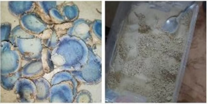 Achetez de la poudre de curcuma noir déshydratée, pure et naturellement produite, en vrac - Product Image 4