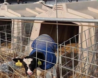 Vente directe usine : Nouvelle niche pour veau à usage domestique, équipement d'élevage pour ferme bovine, pour l'élevage de veaux en bergerie, pour garder les veaux au chaud