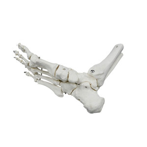 Modelo de esqueleto de articulación de pie humano de tamaño real DARHMMY para ciencia médica - Product Image 4