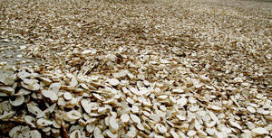 Máquina Peladora y Cortadora de Yuca, Rebanadora de Yuca, Peladora y Trituradora de Yuca, 3-5tph, Diésel/Eléctrica, Grosor de 8-18mm - Product Image 5