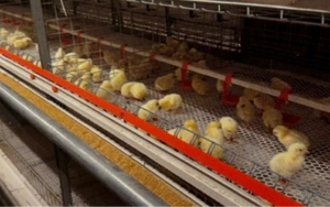 Chất lượng cao Tự động gà lồng hệ thống đẻ hen Gà Thịt gà Lồng cho chook nhà - Product Image 3