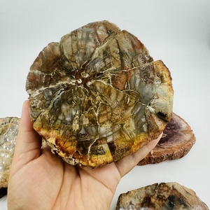 Vente en gros de dalle fossile en bois poli en bois pétrifié naturel tranche de spécimen de pierre brute décoration artisanat pièce de bois pétrifié - Product Image 2