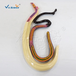 Modello di Schistosoma Staccabile: Modello Didattico di Biologia dei Parassiti con Copulazione Maschile e Femminile - Product Image 3