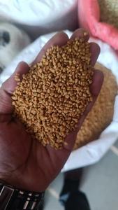 Nouvelles graines de fenugrec fraîches et biologiques de haute qualité, prix de gros - Product Image 2