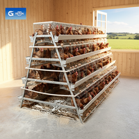 Avicultura de gallinas ponedoras de 4 niveles tipo batería para la producción de huevos