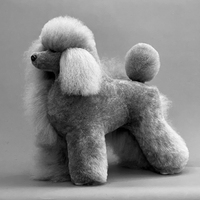 Modelo de esqueleto completo de perro Poodle estándar de poliéster para práctica de estética canina, simulación de pelaje, para estudiante de peluquería canina, gris, sencillo