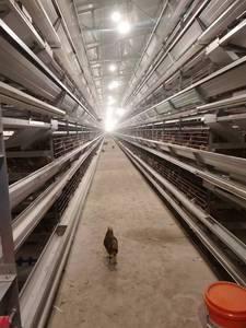 Sistema Automático Tipo H Jaula Calidad Perfecta Con Acero Galvanizado Para Poner Pollo - Product Image 3