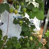 Tour de culture aéroponique verticale Tru-Spring à 9 étages avec pompe |   Kit de plantation de légumes et d'herbes pour jardin d'intérieur, prise électrique européenne