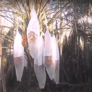 Nông Nghiệp Trái Cây <span class=keywords><strong>Net</strong></span> Bảo Vệ Túi Nho Chống Côn Trùng Lưới <span class=keywords><strong>Net</strong></span> - Product Image 2