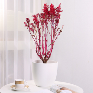 <span class=keywords><strong>Maceta</strong></span> <span class=keywords><strong>de</strong></span> plástico al por mayor, <span class=keywords><strong>maceta</strong></span> inteligente perezosa creativa, <span class=keywords><strong>maceta</strong></span> redonda <span class=keywords><strong>con</strong></span> <span class=keywords><strong>sistema</strong></span> <span class=keywords><strong>de</strong></span> <span class=keywords><strong>autorriego</strong></span> para el hogar, escritorio interior - Product Image 4