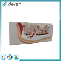 Modèle de mandibule avec nerfs dentaires et vaisseaux sanguins, modèle d'anatomie dentaire mobile pour la formation médicale