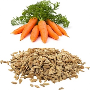 Huile végétale de graines de carotte (Daucus Carota) pressée à froid, certifiée ISO GMP, 1 kg - Pour mélanges d'aromathérapie - Vente en gros en vrac Inde - Product Image 6