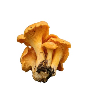 Meilleur <span class=keywords><strong>Prix</strong></span> IQF Champignons Chanterelles Entiers Congelés Type Tremella Sauvage - Product Image 1