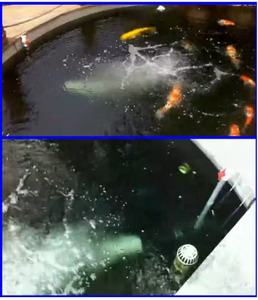 Pompe à air submersible BF-250 BF-300 BF-370 BF-450 250W, machine à jet d'air pour bassin à poissons, générateur de bulles, machine d'aquaculture, aérateurs - Product Image 6