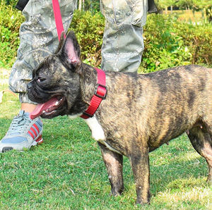 클래식 사용자 정의 색상 조절 나일론 개 강아지 목걸이 - Product Image 2