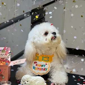 Tenue d'anniversaire pour animaux de compagnie en polyester solide réglable, confortable, bavoir pour chat et chien, chapeau de fête, nœud mignon, fournitures d'Halloween - Product Image 4