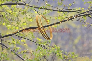 Rejilla de plástico para guía de aves, accesorio de plástico en espiral, desviador de vuelo - Product Image 5