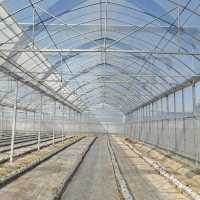 Serre tunnel robuste en film polyéthylène galvanisé ZHUOTAI, anti-neige et anti-vent, pour la culture des myrtilles, Chine