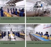 Équipement d'abattoir de poulets personnalisé Équipement de refroidissement de volaille Refroidisseur d'eau à immersion pour poulets et canards