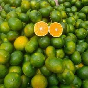 Yunnan peau verte mandarines 4.5kg boîte entière saisonnier <span class=keywords><strong>fruits</strong></span> fraîchement cueillis femmes enceintes mandarines aigres <span class=keywords><strong>fruits</strong></span> <span class=keywords><strong>secs</strong></span> en gros - Product Image 3