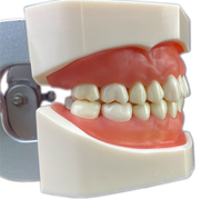 Modèle d'enseignement dentaire avancé pour la pratique de la dentisterie orale, implants dentaires amovibles, 28 dents avec gencives souples en résine CE/ISO