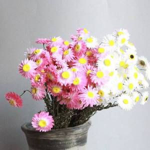 DFF08 Petit Hélichrème <span class=keywords><strong>Bracteatum</strong></span> Séché Très Populaire pour la Décoration Maison/Mariage/Parc/École/Fête - Product Image 1