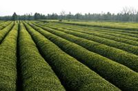 Thé vert Longjing décaféiné biologique en poudre, thé instantané pour boisson chaude, emballage en vrac, vente en gros