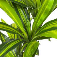 Plante artificielle Dracaena de 150 cm, fabrication de plantes artificielles, vente en gros de plantes artificielles en bonsaï pour la décoration intérieure