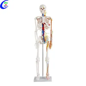 85cm 180cm Disarticulated Medical Models Human Body Anatomical Skeleton Model Real Size