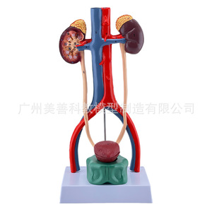 Modèle pédagogique du système urinaire humain en trois dimensions : urétére, vessie, urètre, système reproducteur médical, anatomie du rein - Product Image 3