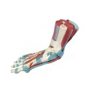 Modelo de pie muscular <span class=keywords><strong>humano</strong></span> de tamaño real (7 piezas) Modelo de biología de <span class=keywords><strong>esqueleto</strong></span> modelo de <span class=keywords><strong>esqueleto</strong></span> de hueso <span class=keywords><strong>humano</strong></span> - Product Image 1