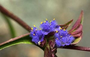 Chất lượng cao springjia ecdysterone, beta-ecdysterone, ecdysone 98% cyanotis vaga chiết xuất cyanotis arachnoidea chiết xuất - Product Image 2