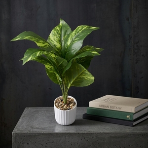 Hojas de Magnolia <span class=keywords><strong>Grandiflora</strong></span> de Plástico - Alta Simulación de Hojas Perennes para Decoración de Bodas, Navidad y Año Nuevo Chino - Product Image 3