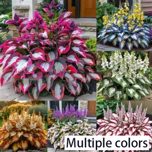 <span class=keywords><strong>Semi</strong></span> all'ingrosso <span class=keywords><strong>di</strong></span> Hosta e Ibisco JC: Bellissimo Mix <span class=keywords><strong>di</strong></span> <span class=keywords><strong>Fiori</strong></span> Grandi per Giardino, Balcone e Esterni - Product Image 6