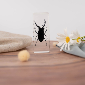 Especímenes de animales en resina para taxidermia, Artesanías de <span class=keywords><strong>insectos</strong></span> personalizadas, Insecto en resina tipo presilla, <span class=keywords><strong>Mantis</strong></span> china, Insecto en resina para pisapapeles - Product Image 6