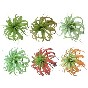 Grande plante artificielle Tillandsia Xerographica multicolore pour décoration de table tropicale sur bois flotté style bohème - Product Image 2