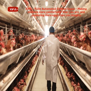Sistema Inteligente <span class=keywords><strong>de</strong></span> Recolección <span class=keywords><strong>de</strong></span> <span class=keywords><strong>Huevos</strong></span> para Jaulas Tipo H, Máquina Automática <span class=keywords><strong>de</strong></span> Recolección <span class=keywords><strong>de</strong></span> <span class=keywords><strong>Huevos</strong></span>, Equipo Avícola con Cinta Transportadora Motorizada - Product Image 4