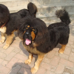 Vilt Gepersonaliseerde Kerst Xmas Ornamenten <span class=keywords><strong>Outdoor</strong></span> Decors Hond - Product Image 4