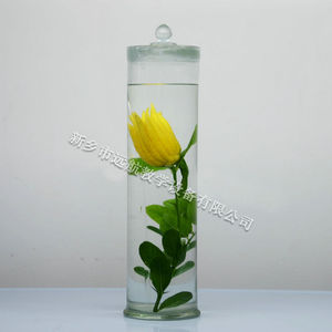 Plantes succulentes Arisaema, spécimens de luxe pour salle de formation, musée d'échantillons, enseignement sur la préservation des couleurs des succulentes. - Product Image 1