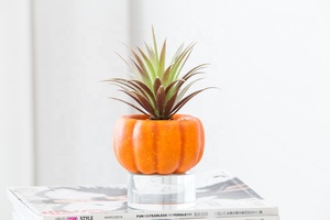 Commercio all'ingrosso diretto della fabbrica incredibile <span class=keywords><strong>zucca</strong></span> vaso bonsai casa decorazione di Halloween artificiale piante succulente per la vendita - Product Image 2